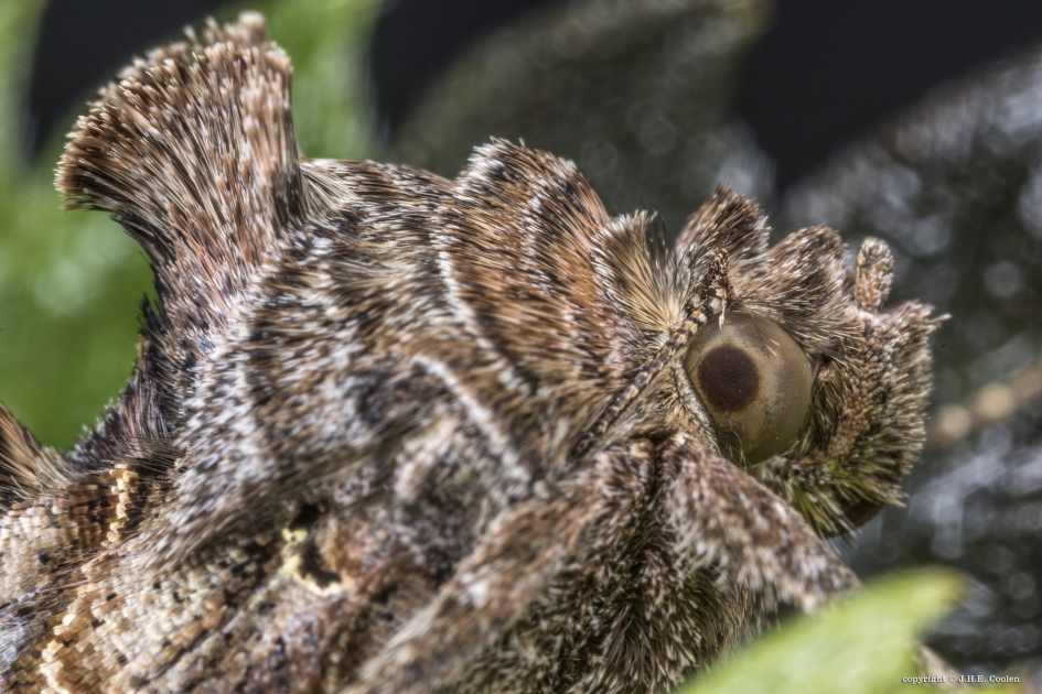 Portret van een..... - Geleedpotigen - Gamma-uil