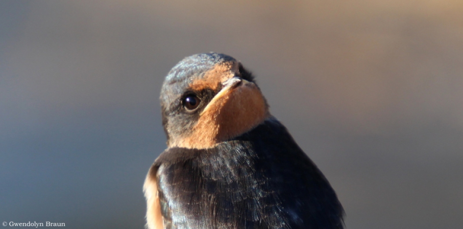 Portret van een boerenzwaluw - Vogels - boerenzwaluw