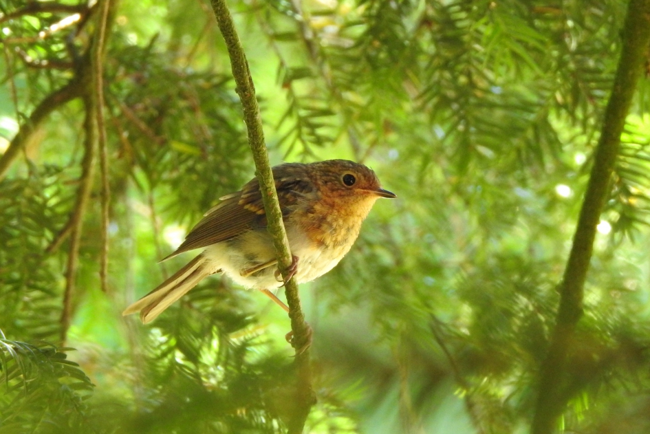Puber - Vogels - Roodborst