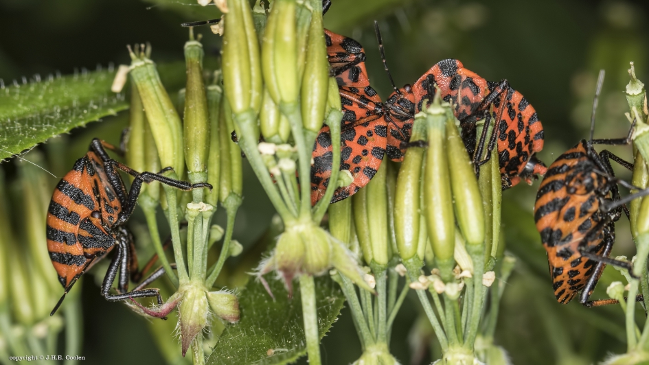 Pyjamaschildwantsen - Geleedpotigen - Pyjamaschildwants