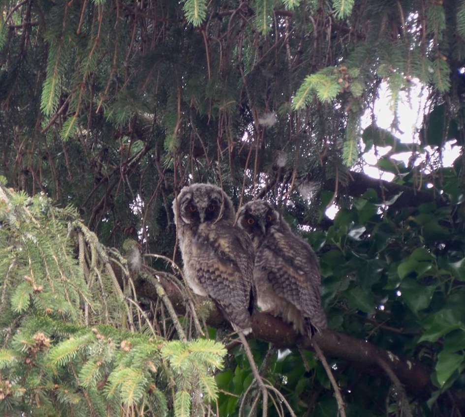 Ransuilen - Vogels - Ransuilen