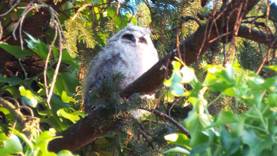Ransuiltje - Vogels - Ransuiltje