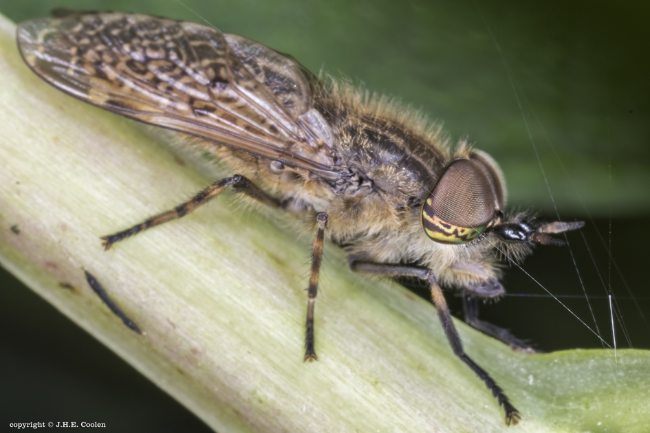 Regendaas (Haematopota pluvialis) - Geleedpotigen - Regendaas