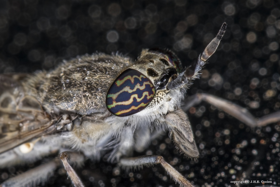 Regendaas (Haematopota pluvialis) - Geleedpotigen - Regendaas