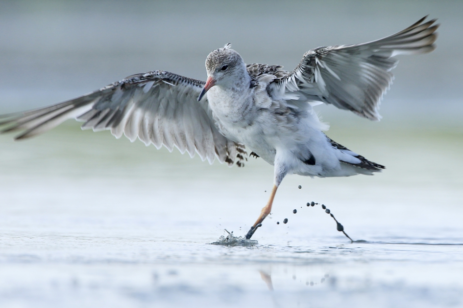 Regendans - Vogels - Kemphaan