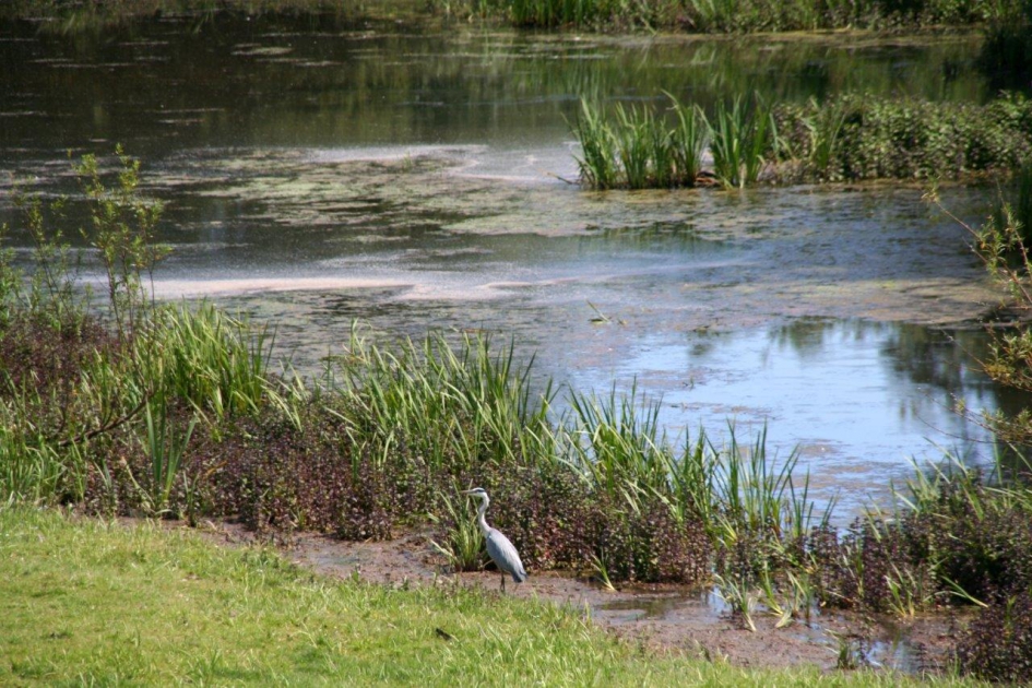 Reiger - Vogels - 