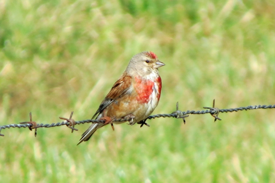 Robijntje - Vogels - Kneu