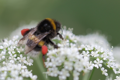 rode ''broekzakken''  -foto 1 van 2-