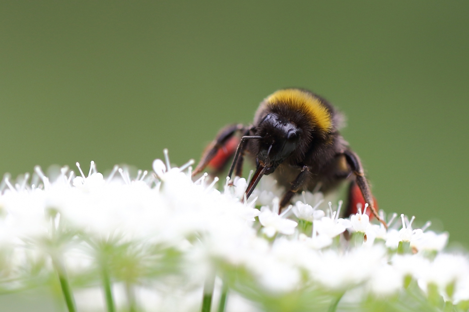 rode ''broekzakken''  -foto 2 van 2- - Geleedpotigen - 