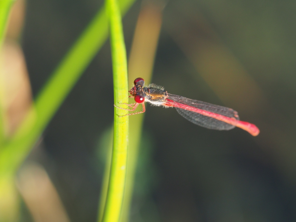 Rode oogjes - Geleedpotigen - Koraaljuffer