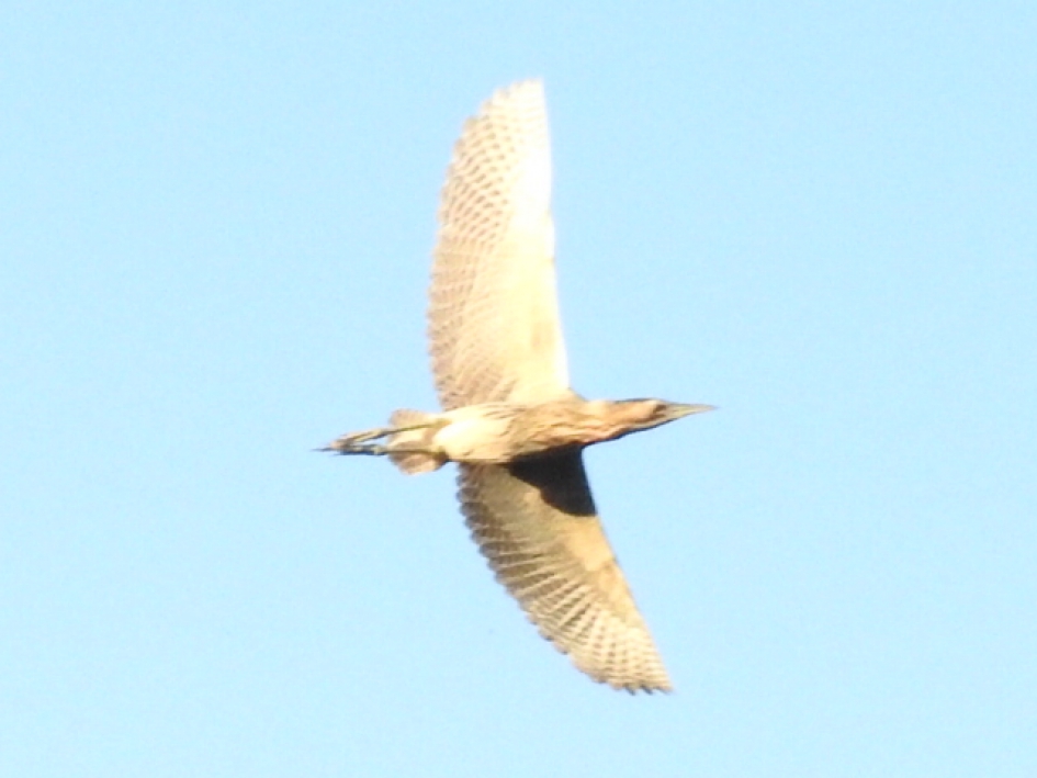 Roerdomp in vlucht - Vogels - Roerdomp