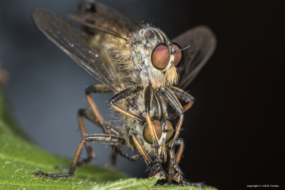 Roodbaardroofvlieg(en) - Geleedpotigen - Roodbaardroofvlieg