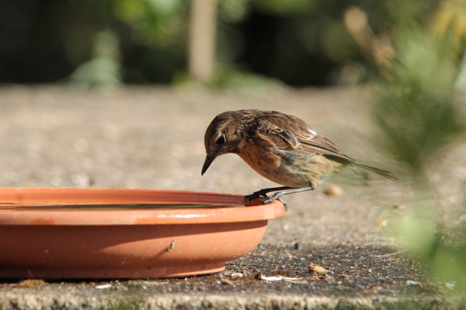 Roodborsttapuit - Vogels - Roodborsttapuit