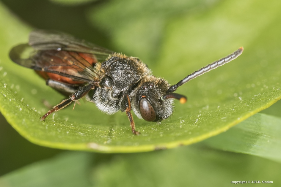 Roodzwarte dubbeltand (v) - Geleedpotigen - Roodzwarte dubbeltand