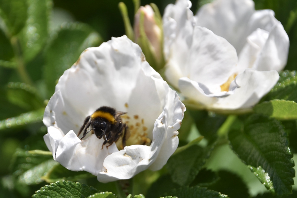 Roosjes met hommel - Geleedpotigen - 