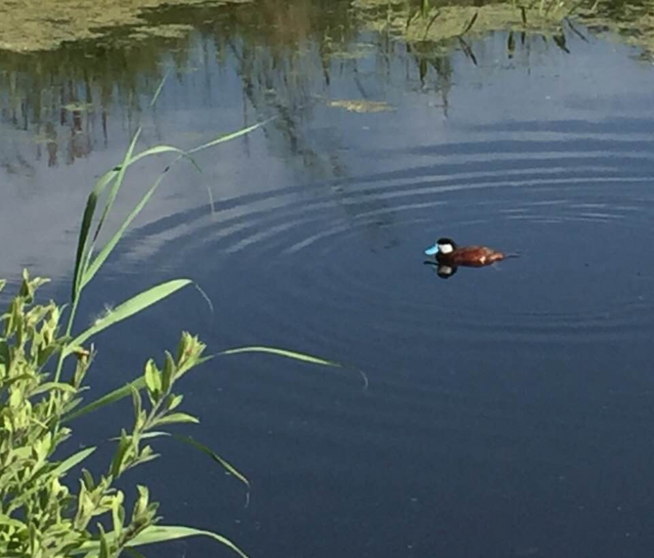 Rosse stekelstaart eend - Vogels - Rosse stekelstaart eend