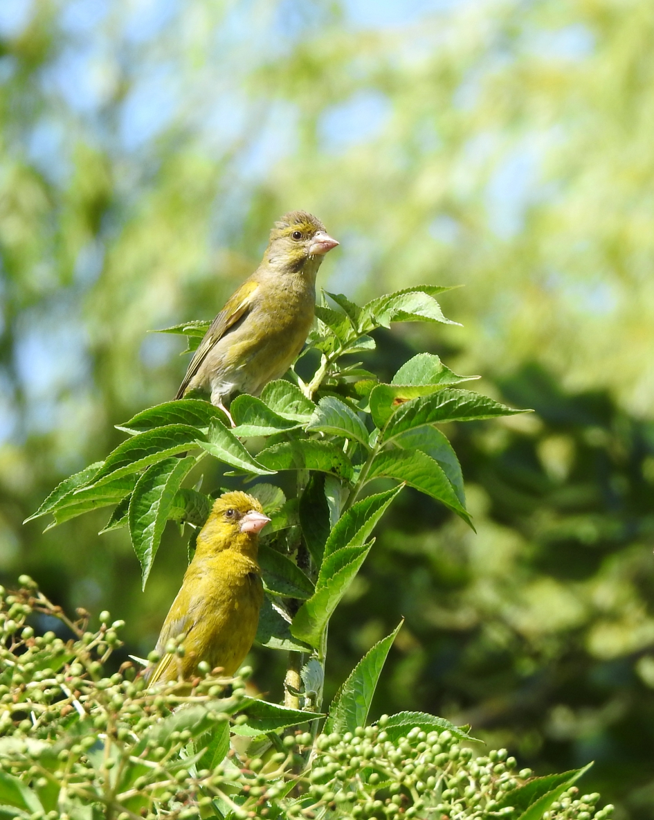 Samen op de uitkijk - Vogels - Groenling