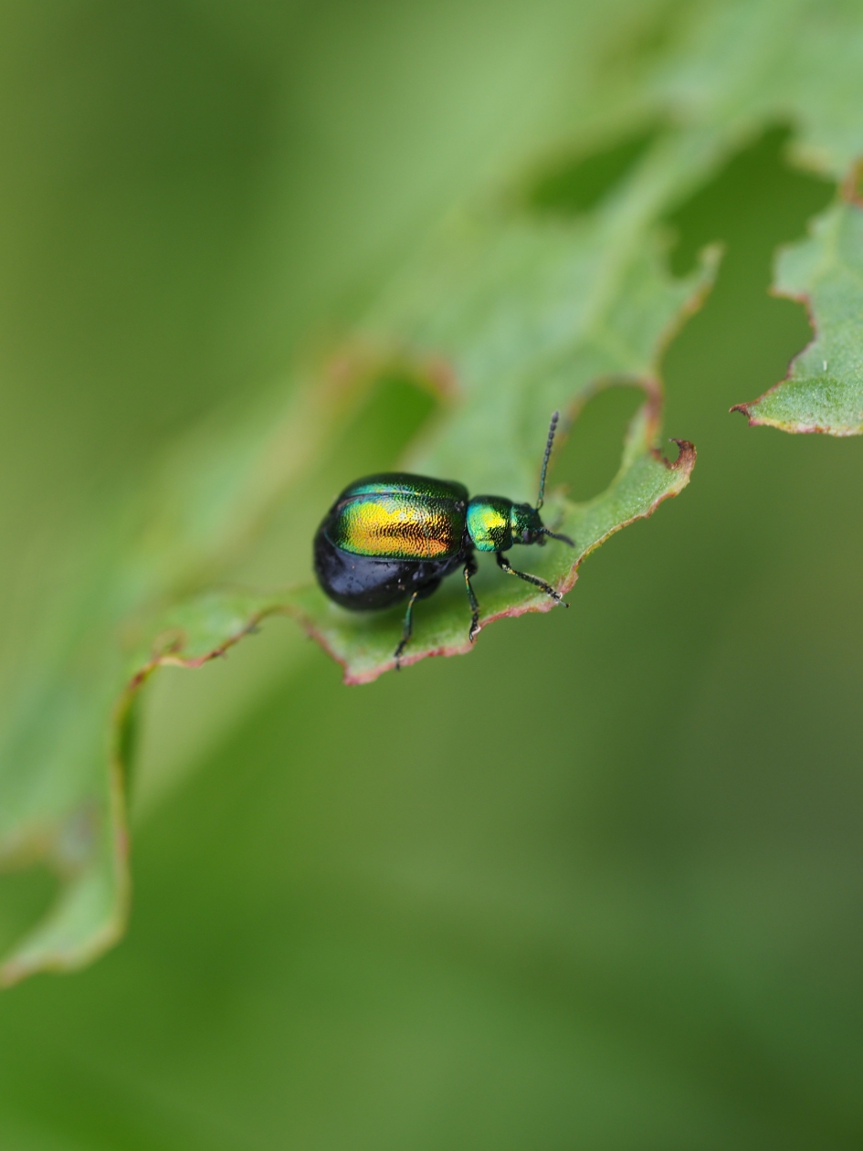 Schildje nog omhoog - Geleedpotigen - Groene muntgoudhaantje