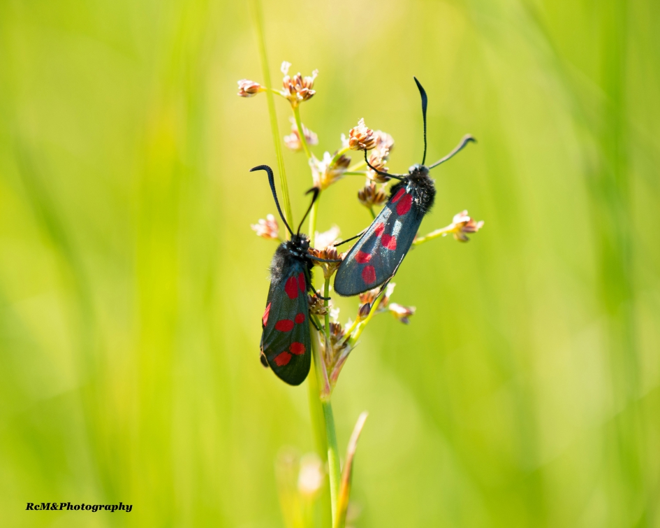 Sint-jansvlinder. - Geleedpotigen - Sint-jansvlinder.