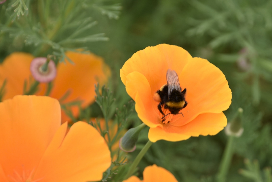 Slaapmutsje - Planten - 