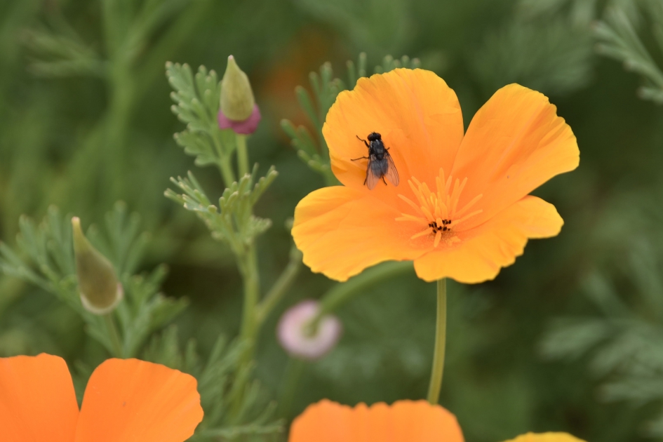 Slaapmutsje - Planten - 