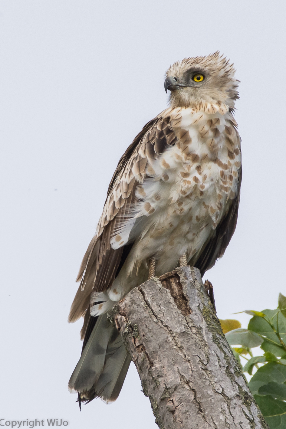 Slangenarend - Vogels - Slangenarend