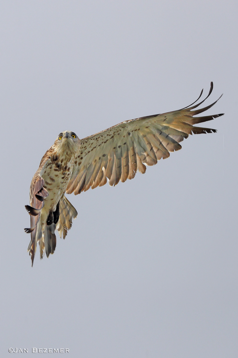 Slangenarend - Vogels - Slangenarend