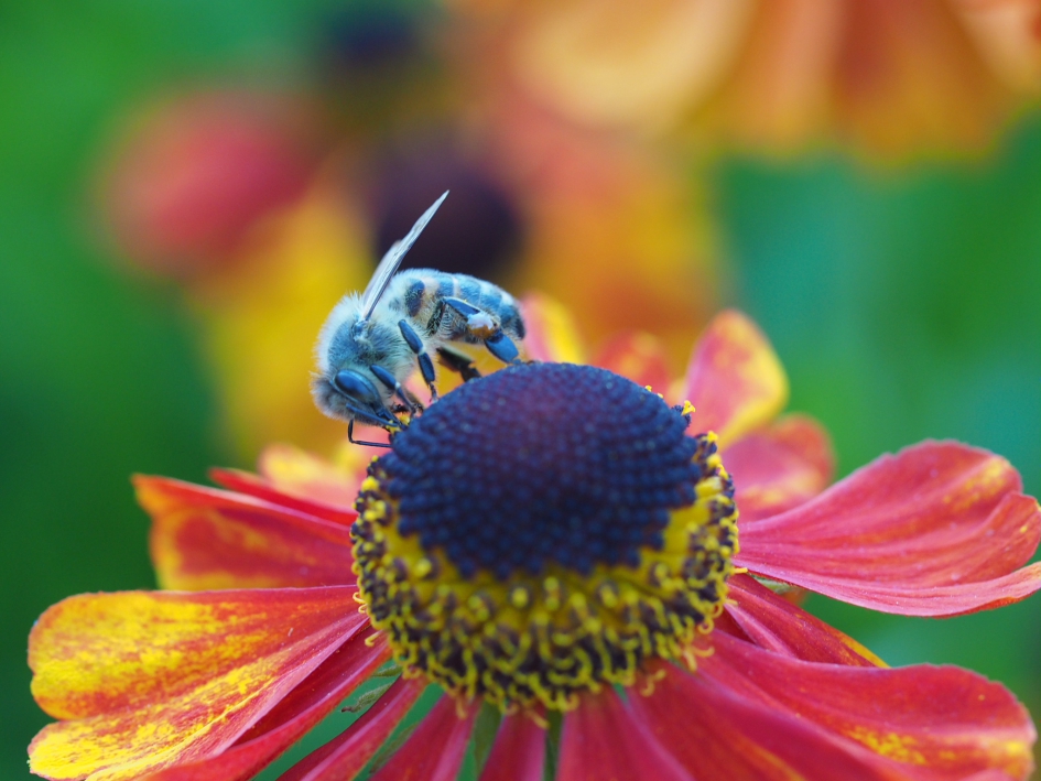 Smullen - Geleedpotigen - Bij, soort?