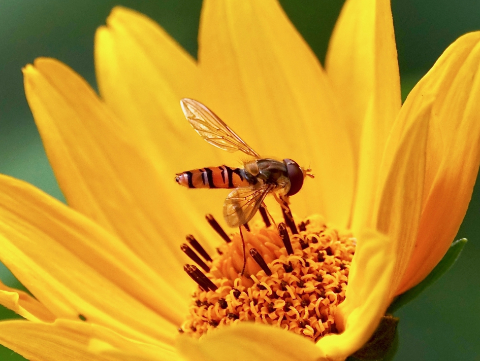 Snorzweefvlieg - Geleedpotigen - Snorzweefvlieg