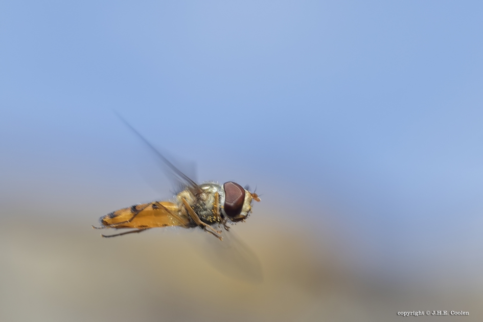 Snorzweefvlieg - Geleedpotigen - Snorzweefvlieg (Pyamazweefvlieg)