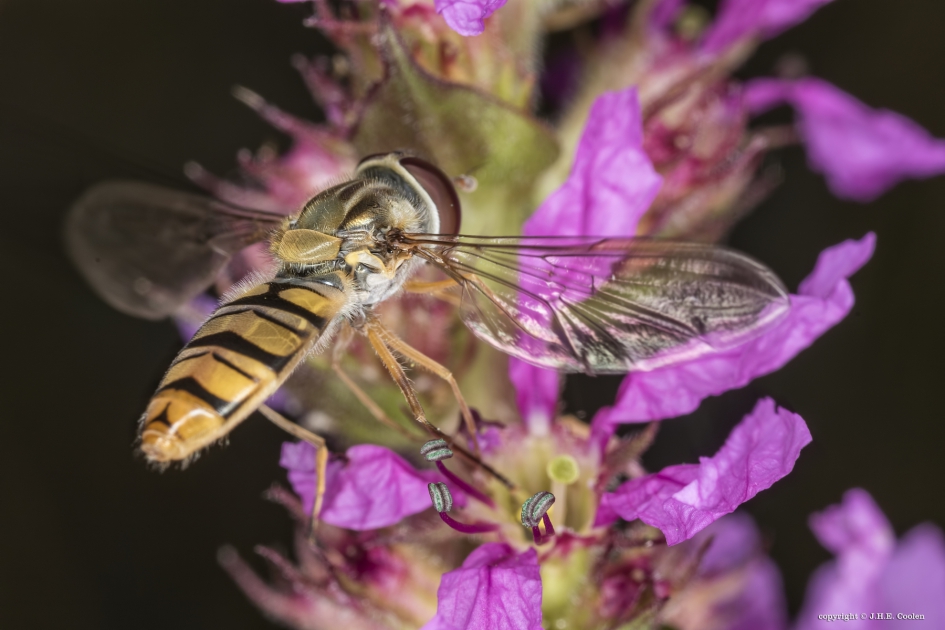 Snorzweefvlieg (Pyamazweefvlieg) - Geleedpotigen - Snorzweefvlieg (Pyamazweefvlieg)