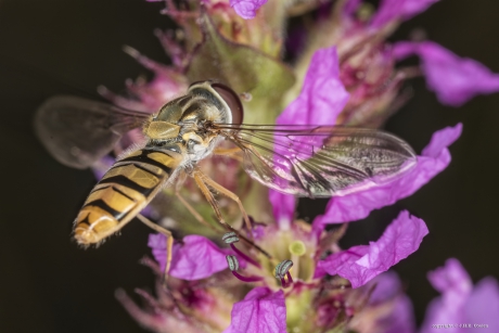 Snorzweefvlieg (Pyamazweefvlieg)