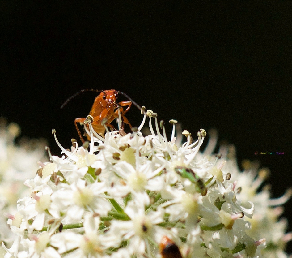 Soldaat uit de ruimte - Geleedpotigen - 