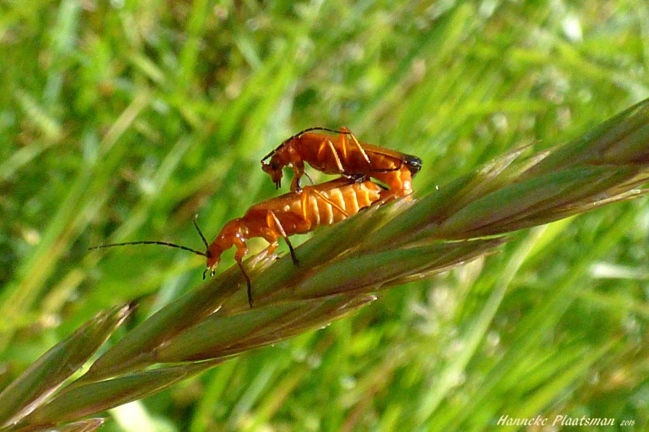 Soldaatjes druk bezig om voor nageslacht te zorgen. - Geleedpotigen - Rode weekschildkever of Soldaatje