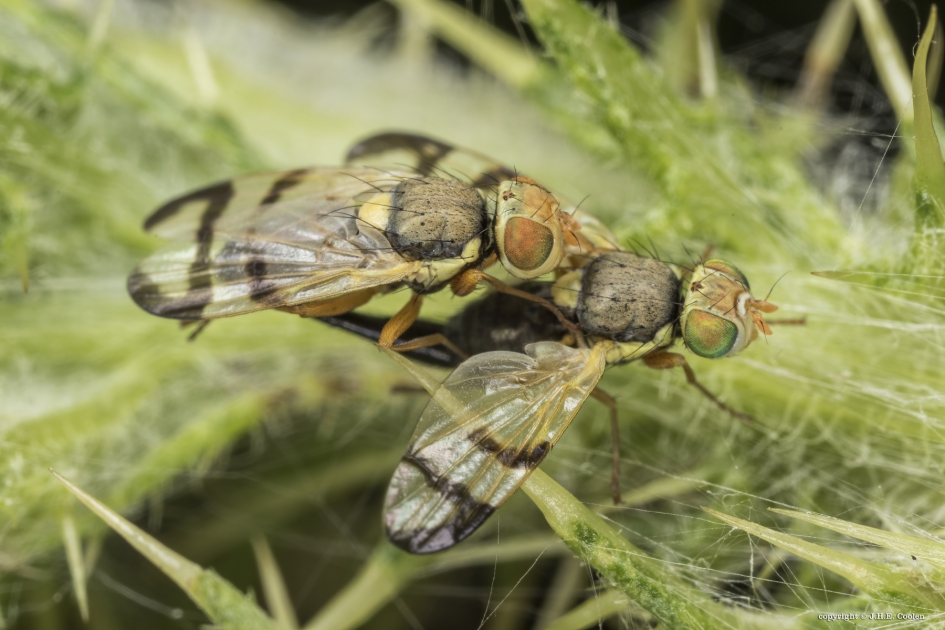 Speerdistelboorvlieg - Geleedpotigen - Speerdistelboorvlieg