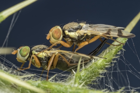 Speerdistelboorvlieg (Urophora stylata)