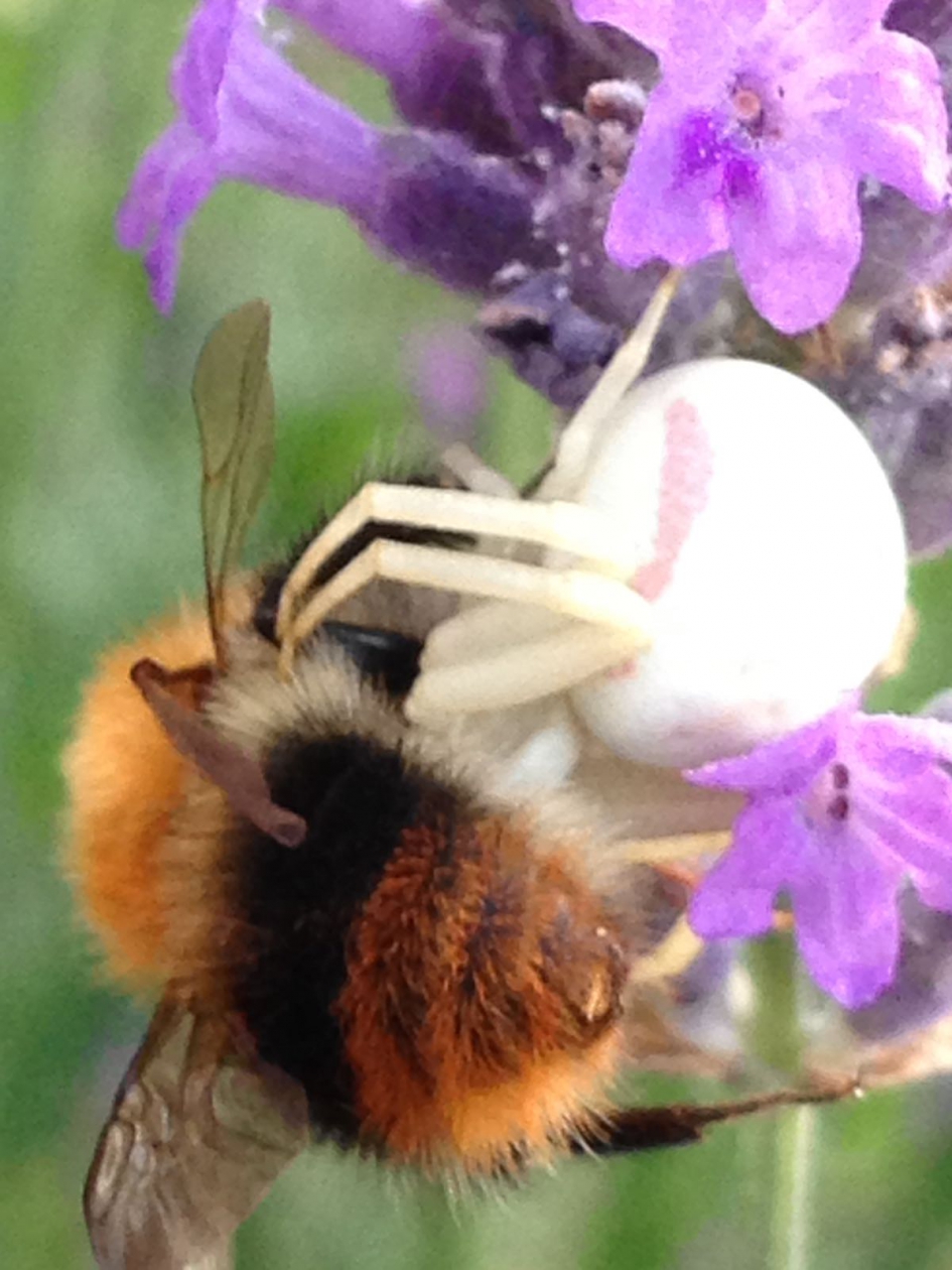 Spin eet bij - Geleedpotigen - 