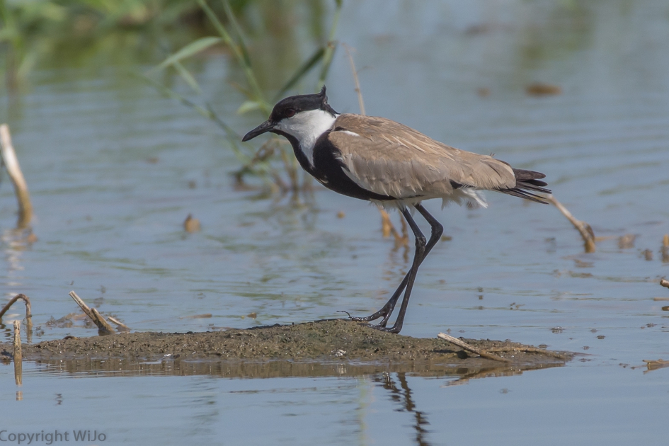 Sporenkievit - Vogels - Sporenkievit