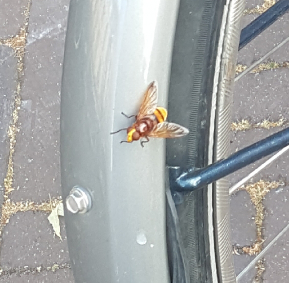 Stadsreus - Geleedpotigen - 