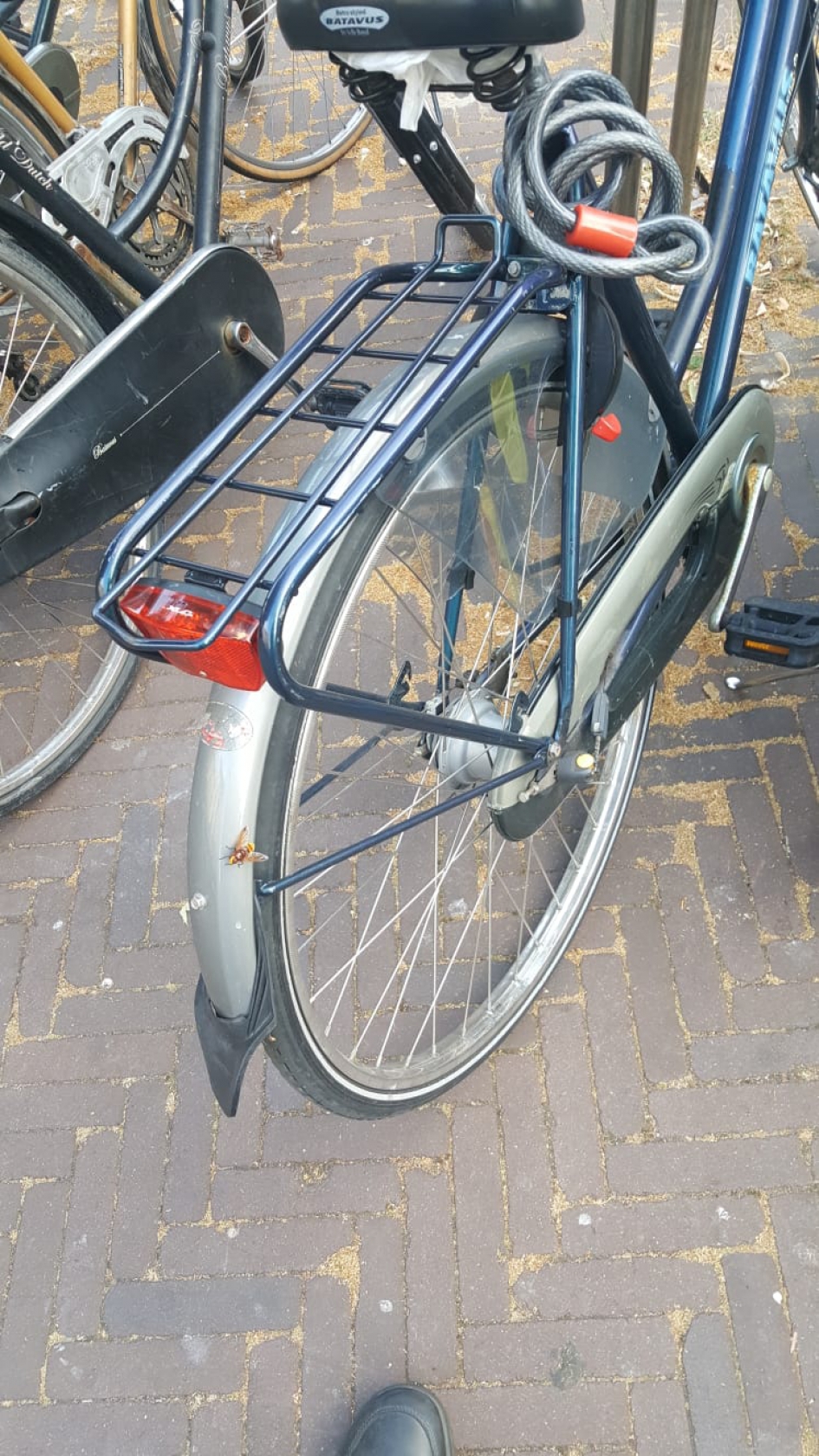 Stadsreus - Geleedpotigen - 