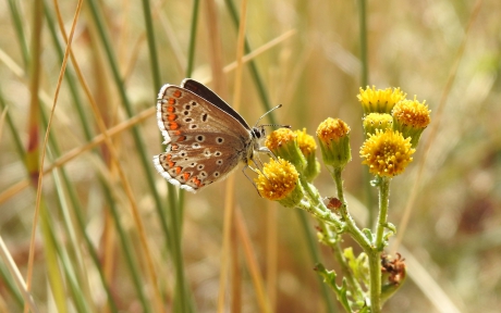 Standvlinder in het kustgebied