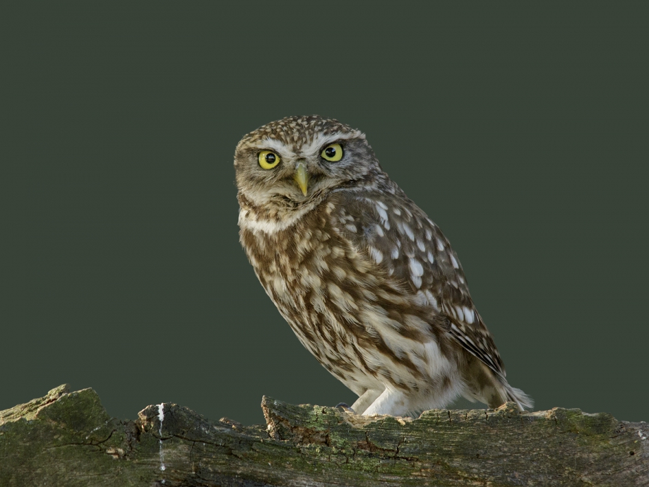 Steenuil - Vogels - Steenuil