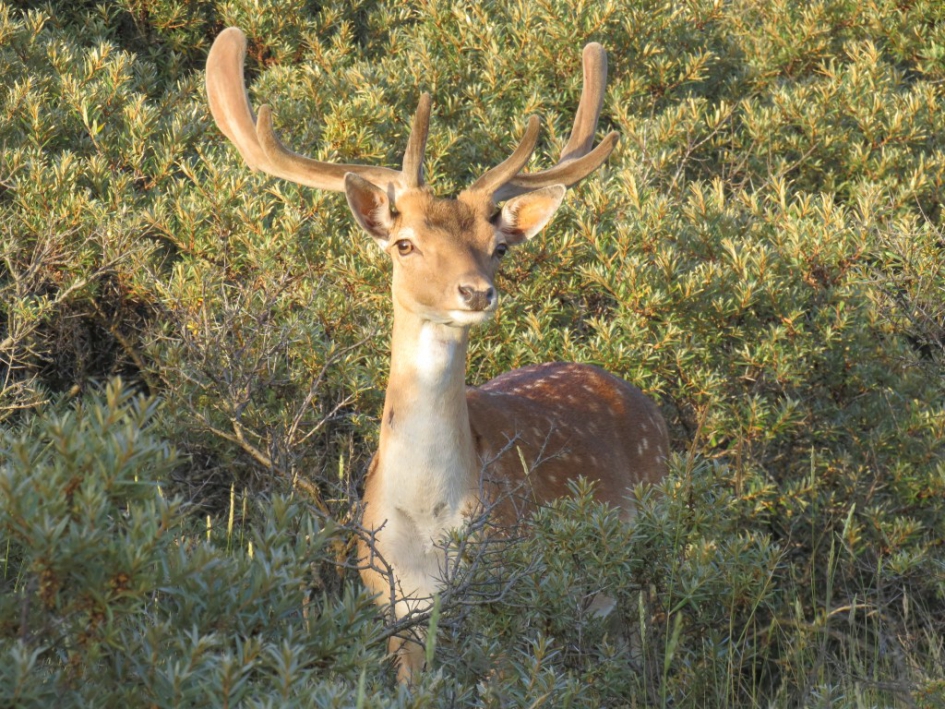 Stoer mannetjes Damhert - Zoogdieren - Damhert