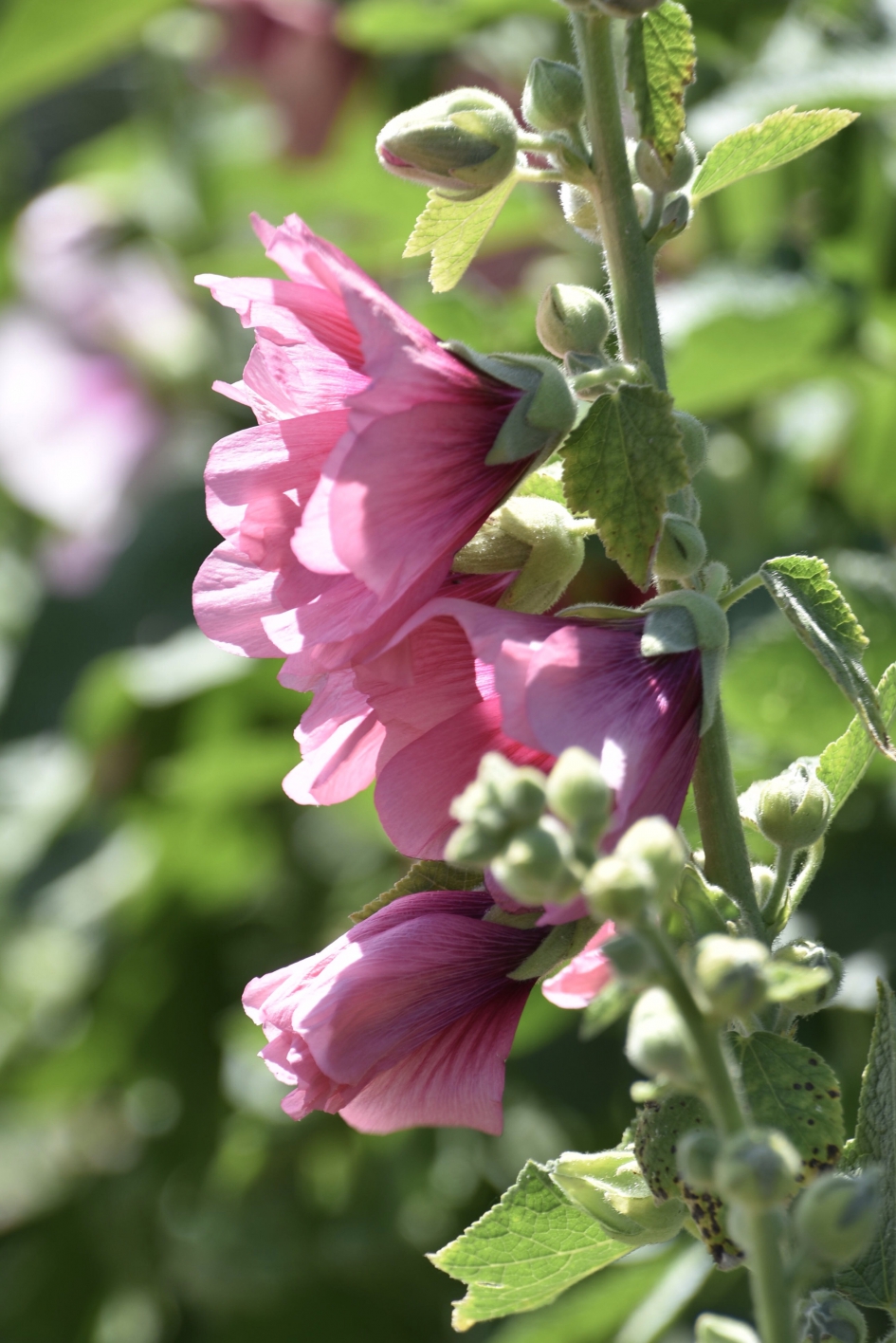 Stokrozen - Planten - 