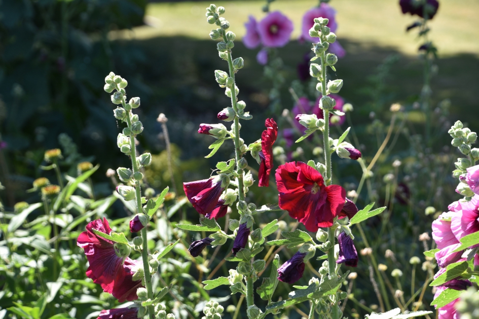 Stokrozen - Planten - 