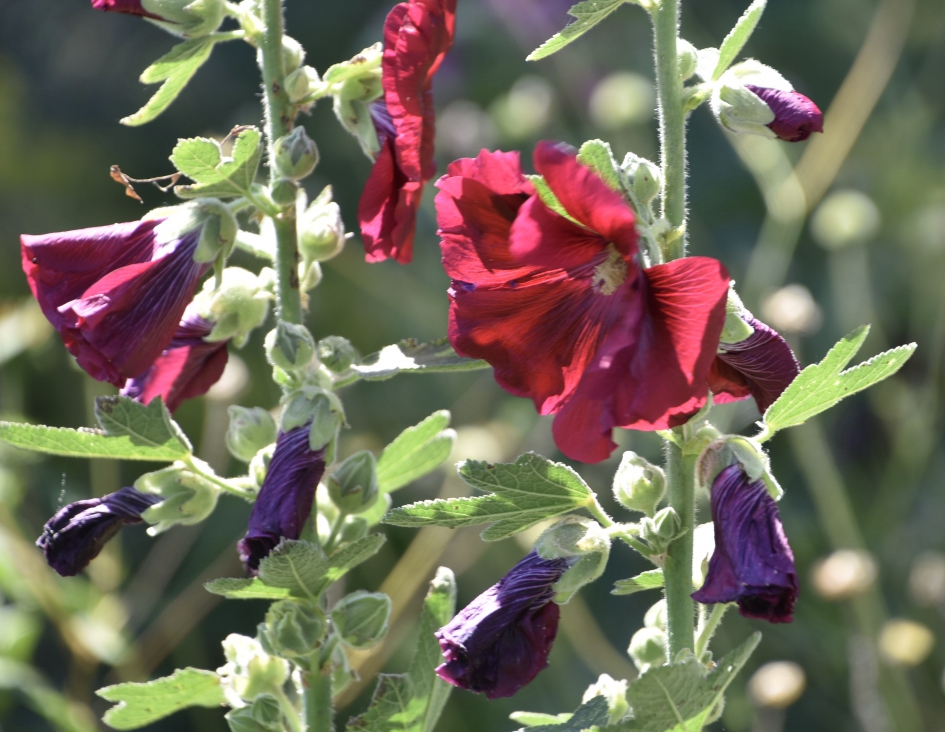 Stokrozen - Planten - 