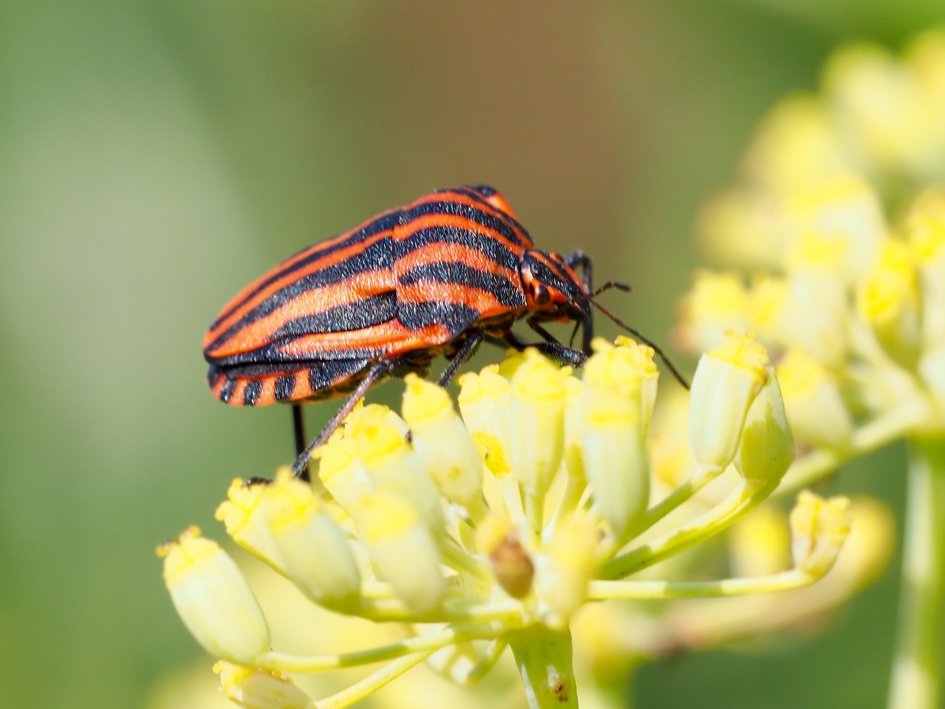 Streepjes - Geleedpotigen - Pyamawants