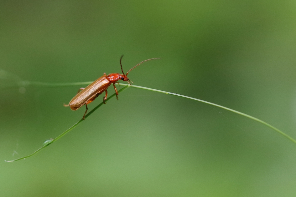 T-splitsing - Geleedpotigen - 