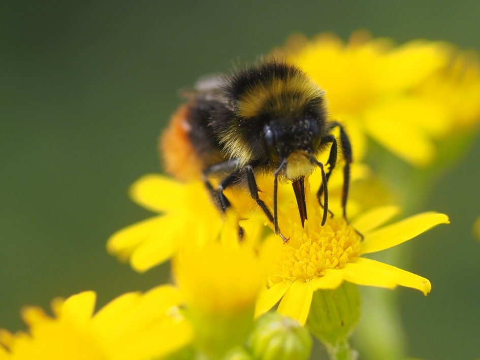 Tanken - Geleedpotigen - Akkerhommel