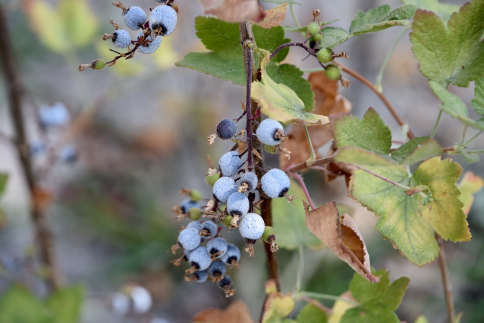 Te droog - Planten - 